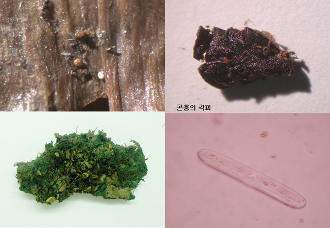 생물 · 미생물을 이용한 유적지 환경 정보 연구 이미지