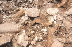 Conditions of the grounds and excavated animal bones at the Shell Mound at Kkachisan Mountain, Daeyeonpyeongdo Island, Seohae image