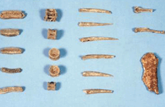 Bone gimlet and various animal bones excavated at the shell mound image