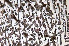 The Refined Structure of Iron pieces (200x) image