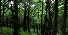 Japanese Nutmeg Forest in Geumtapsa Temple of Goheung image