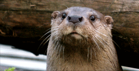 Eurasian Otter (Lutra lutra) image