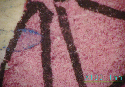 휴대용현미경을 이용한 안료 관찰(×100)