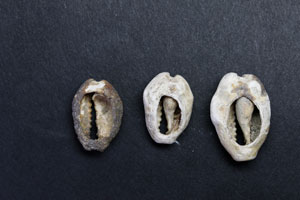 Cowry shells next to a skull, Tomb No. 3 