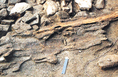 Wooden finishing elements for pumice facilities (extended area east of southern part of Geumcheongyo Bridge of Changdeokgung Palace) image